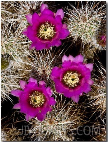 Pink Flower Hedgehog Cactus, Anza Borrego Desert State Park, California