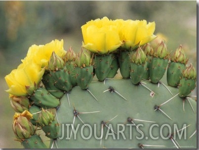 Plains Prickly Pear Blossoms