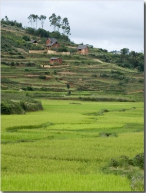 Rice Paddies at a Hillside, Antananarivo, Madagascar