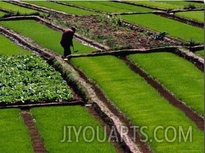 Cabbage Crop and Rice Paddies Near Kunming, Kunming, Yunnan, China