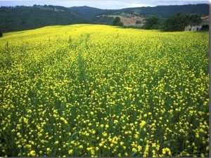 Yellow Flower Covered Fields of San Gimignano, Tuscany, Italy