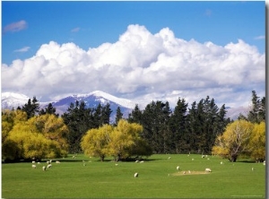 Farmland in Southland, South Island, New Zealand