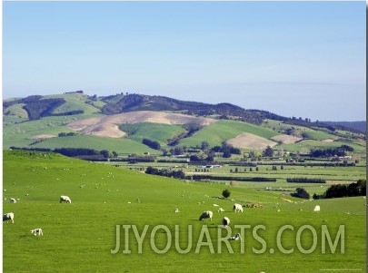 Farmland at Milburn, South Otago, South Island, New Zealand