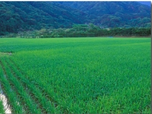 Rice Paddy, Kagoshima, Japan