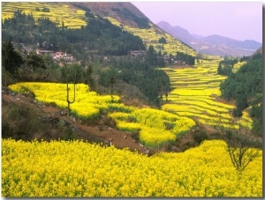 Terraced Fields of Yellow Rape Flowers, China