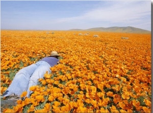 A Woman Lies Down in a Field of California Poppies (Eschscholzia Californica