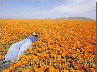A Woman Lies Down in a Field of California Poppies (Eschscholzia Californica