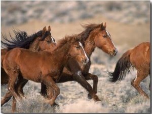 Wild Horses Running Through Desert, CA