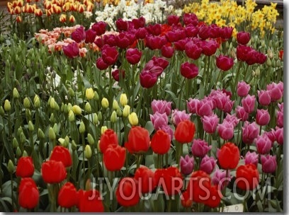 Brilliant Array of Various Tulips in a Garden