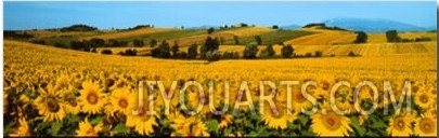 Sunflowers Field   Umbria