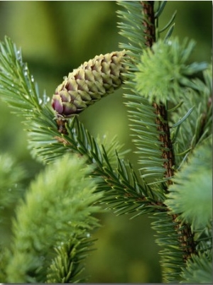 Cone and Branch of Sitka Spruce, Point Adolphus