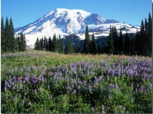 Wildflowers in Field, Mount Rainier National Park, WA