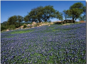 Bluebonnets, Hill Country, Texas, USA