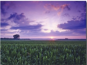 Sunrise over Field Corn, Hermann, Missouri, USA