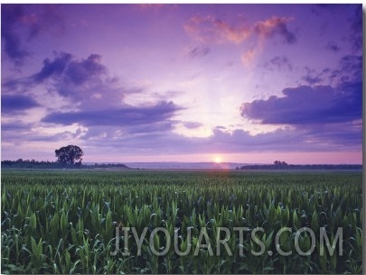 Sunrise over Field Corn, Hermann, Missouri, USA