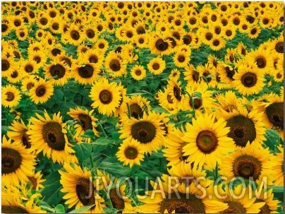 Field of Sunflowers, Frankfort, Kentucky, USA