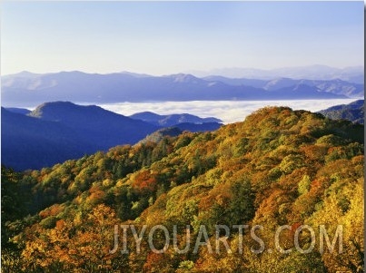 Forest in Autumn Color from Shot Beech Ridge, Great Smoky Mountains National Park, North Carolina
