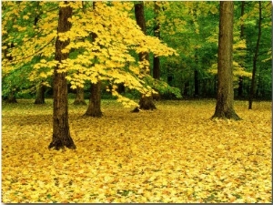 Maple Leaves and Trees in Fall Colour at Funks Grove, Il