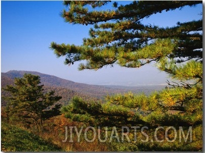 Pine Tree and Forested Ridges of the Blue Ridge Mountains