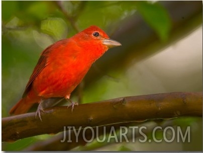 Summer Tanager (Piranga Rubra) Perched on Branch in Forest