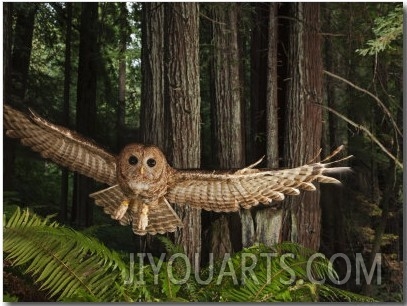 Tagged Northern Spotted Owl in a Redwood Forest