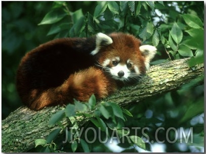 Red Panda (Aka, Cat Bear), Ailurus Fulgens Native to Tempera Te Forests Himalayas