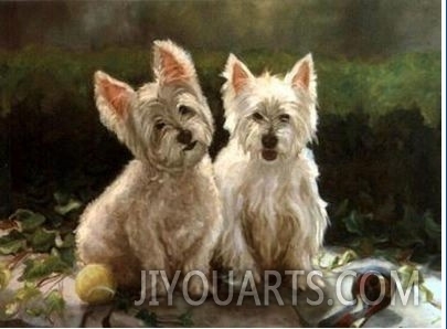 Two Lovely Australian Terrier