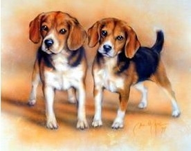 Two Beagles