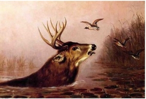 Deer in Marsh