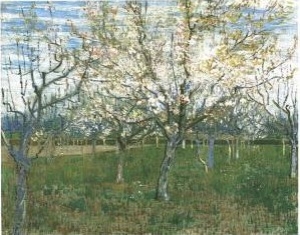 Orchard With Blossoming Apricot Trees