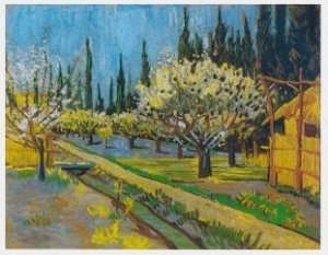 Orchard In Blossom Bordered By Cypresses