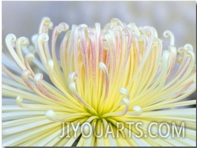 Chrysanthemum, Asakusa, Tokyo, Japan