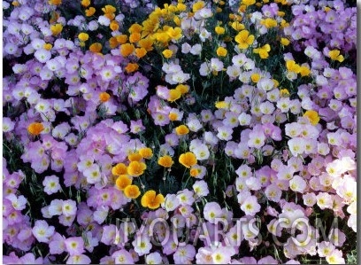 California Poppy and Mexican Primrose, Utah, USA