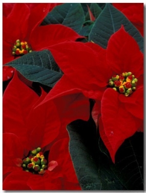 Red Poinsettia, Washington, USA