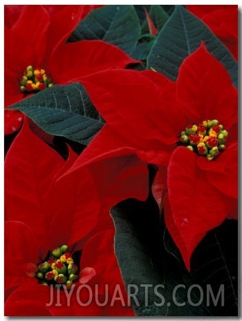 Red Poinsettia, Washington, USA