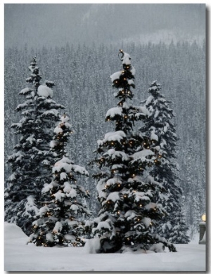 Fresh Snowfall at the Chateau Lake Louise