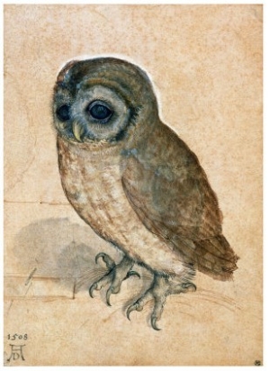 Sreech Owl, 1508