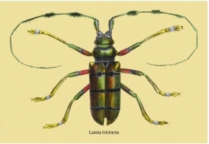 Beetle: Lamia Tricincta