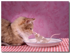 Cat and Mouse on Dinner Plate