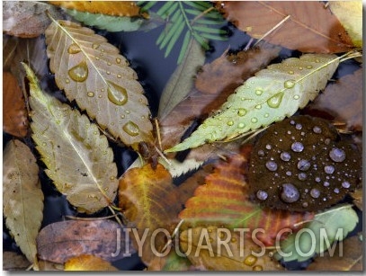 Autumn Leaves Float in a Pond at the Japanese Garden of Portland, Oregon, Tuesday, October 24, 2006