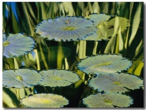 Water Lily Pads on the Surface of a Chicago Botanic Garden Pool