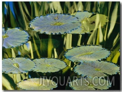 Water Lily Pads on the Surface of a Chicago Botanic Garden Pool