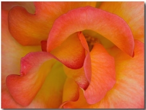 Rose Bloom, Woodland Park Zoo, Rose Garden, Seattle, Washington, USA