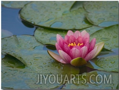 Water Lily in the Japanese Gardens, Washington Arboretum, Seattle, Washington, USA