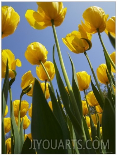 Tulips in Keukenhof Gardens, Amsterdam, Netherlands