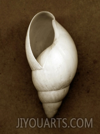 White Cornball Shell