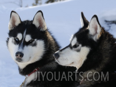Siberian Husky Sled Dogs Pair in Snow,Northwest Territories,Canada March 2007