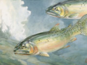 Painting of a Pair of Yellowstone Trout, a Species of Cutthroat