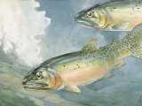 Painting of a Pair of Yellowstone Trout, a Species of Cutthroat