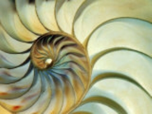 Close up of Nautilus Shell Spirals